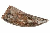 Serrated, Carcharodontosaurus Tooth - Real Dinosaur Tooth #214448-1